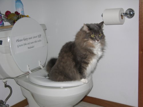 Cat Toilet Training Kit