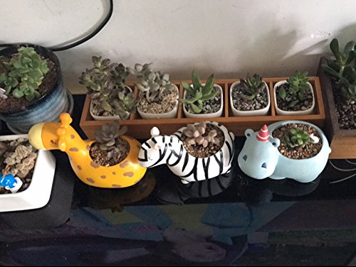 Hippo Shaped Ceramic Succulent Planter
