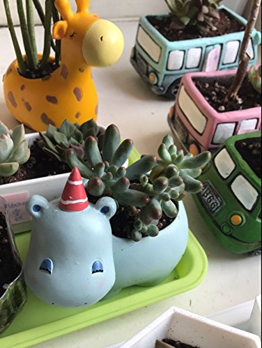 Hippo Shaped Ceramic Succulent Planter