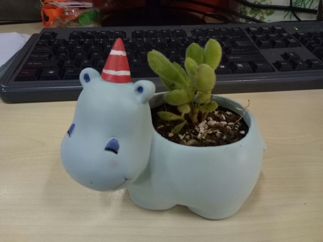 Hippo Shaped Ceramic Succulent Planter