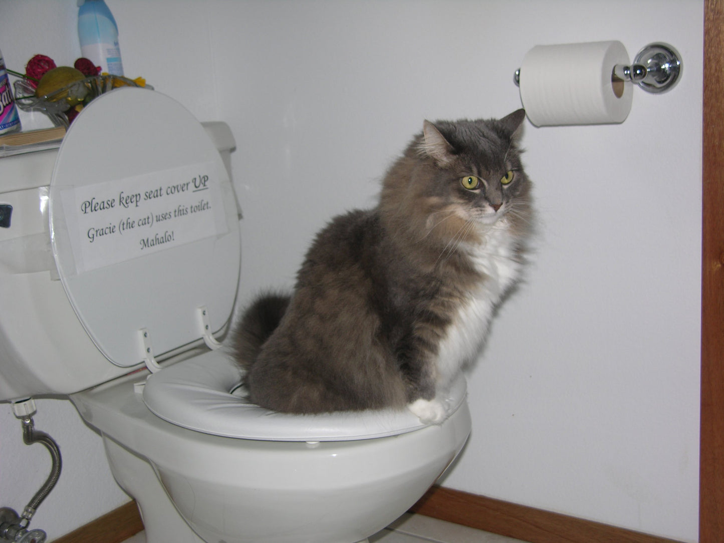 Cat Toilet Training Kit