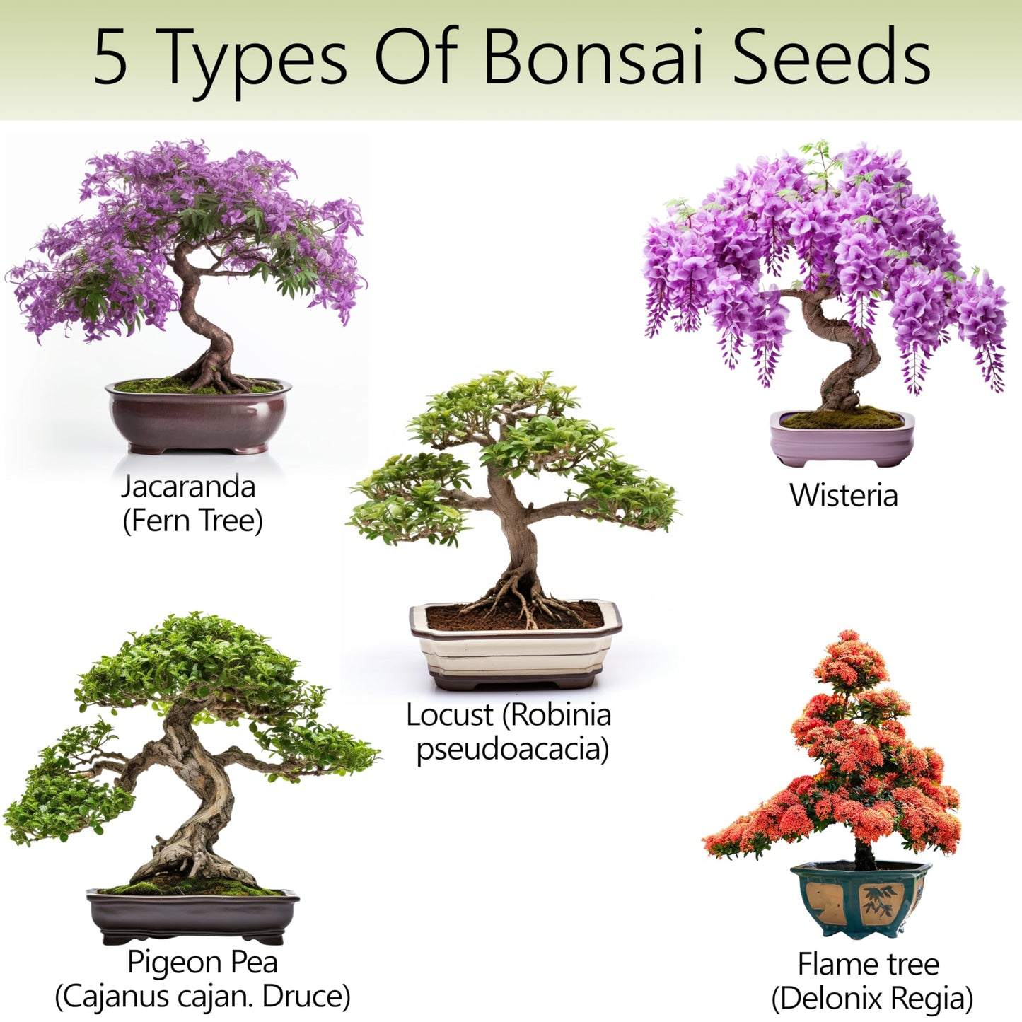 Complete DIY Bonsai Growing Kit