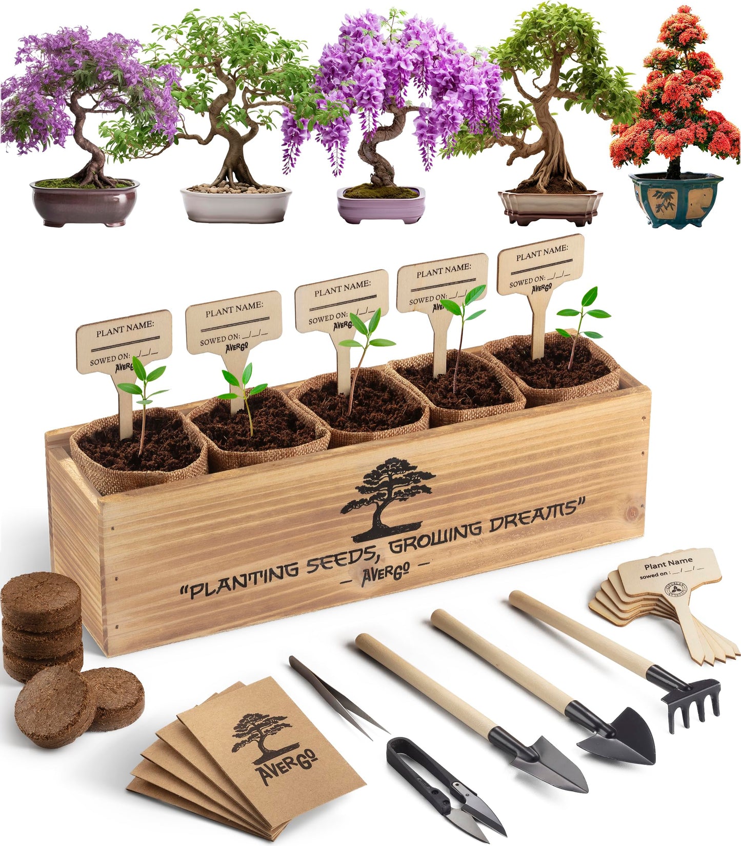 Complete DIY Bonsai Growing Kit