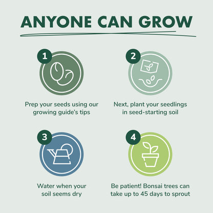 Bonsai Tree Seed Starter Kit