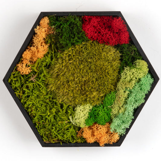 Hexagon Moss Wall Panel - Stunning Preserved Moss Frame